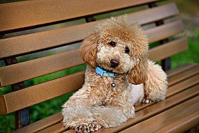 视频：用Steam Deck上手游玩《鬼泣5》